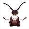 The head of a barbel beetle and a deer beetle