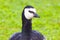 Head of a Barnacle Goose