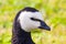 Head of a barnacle goose