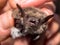 Head of bat (Myotis Dasycneme) caught for research