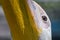 Head and beak of a great white pelican close up