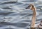 Head, beak and neck of Swan Cygnus olor