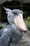 Head and beak of Shoebill stork