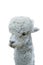 Head of a beautiful grey Alpaca isolated on a white background.