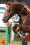 Head of a beautiful young sport horse at racecourse during show jumping training