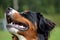 Head of a Bernese Mountain Dog