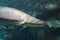 Head of big Arapaima Arapaima gigas, also known as pirarucu in dark water close up