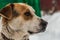 A Head of a big beautiful pooch brown-white dog with brown eyes in a brown leather collar is guarding the yard