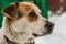 A Head of a big beautiful pooch brown-white dog with brown eyes in a brown leather collar is guarding the yard