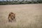 Head of big male Lion sticking out of the grass.