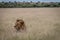 Head of big male Lion sticking out of the grass.