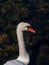 The head of a bird on a long white neck. Portrait of a bird. White swan