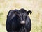 The head of black angus cow staring forward with light green blurred grass background