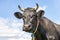 Head of a black cow, looking friendly, portrait of a mature and calm cow with horns