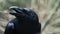 Head of black crow screaming in forest. Common raven rotating head in wood