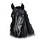 Head of a black Friesian horse on a white background