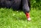 Head of black mourning swan, Cygnus atratus, pecking for food on green lawn