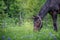 Head of a black mule grazing in a mountain meadow covered in purple and yellow wildflowers after packing equipment into the