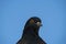 Head of a black pigeon on a blue background. Isolate. View from below in summer in nature