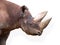 Head of Black Rhinoceros (Diceros bicornis)