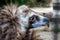 Head of black vulture closeup outdoor