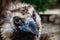 Head of black vulture closeup outdoor