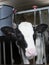 Head of black and white calf inside farm