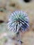 Head of a blue field flower - Echinops - growing on a sunny day