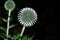 Head of a blue field flower - Echinops - growing on a sunny day. Medicinal plant. Empty space for holiday text.