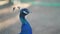 head of a blue peacock male. bird farm in the park.