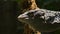 Head of blue tree monitor or varanus macraei lizard in a tree