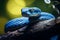 Head of Blue Viper Snake Wild Animal with Sharp Gaze on Tree Branch in Forest