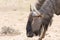 Head of a blue wildebeest, Kgalagadi Transfrontier Park, South Africa