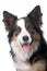 Head of border collie sheepdog