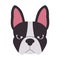 head boston terrier dog black and white color mammal domestic animal cute adorable pet face