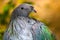 Head and breast of a nicobar pigeon looking sideways in front of a golden background