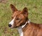 Head of a brindle Basenji