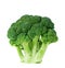 Head of Broccoli