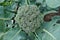 Head of Broccoli growing with Leaves