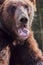 The head of a brown bear with the opened mouth