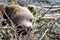 Head of a brown bear in winter sleep