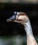 Head of a Brown Chinese goose