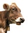 Head of brown cow (bos primigenius taurus) with cowbell