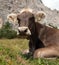 Head of brown cow (bos primigenius taurus), with cowbell