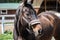 The head of brown Hanoverian horse in the bridle or snaffle with the green background of trees an grass in the sunny summer day