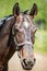 The head of brown Hanoverian horse in the bridle or snaffle a with the green background of trees an grass in the sunny summer day