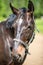 The head of brown Hanoverian horse in the bridle or snaffle with the green background of trees an grass in the sunny summer day