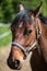 The head of brown Hanoverian horse in the bridle or snaffle a with the green background of trees an grass in the sunny summer day