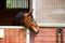 Head of a brown horse in a wooden stable