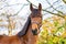 A head of a brown KWPN stallion, Dutch Warmblood horse, 2 years old. Outside against a green and yellow natural